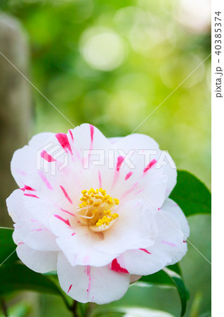 ツバキ・沖の石 40385374