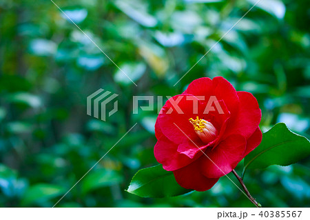 ツバキ・紅蝦夷 ツバキ・紅蝦夷 40385567