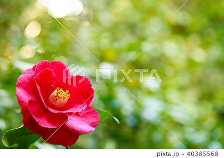 ツバキ・紅蝦夷 40385568