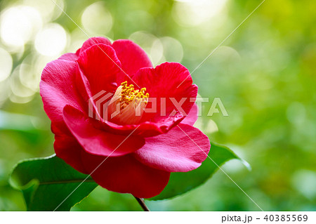 ツバキ・紅蝦夷 ツバキ・紅蝦夷 40385569