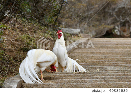 鶏 40385686