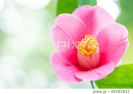 ツバキ・讃歌 40385832