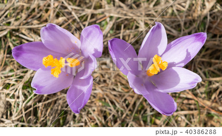 Wild Crocus or Crocuses 40386288