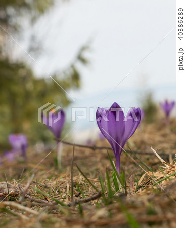 Wild Crocus or Crocuses 40386289