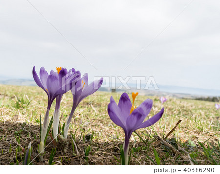 Wild Crocus or Crocuses 40386290