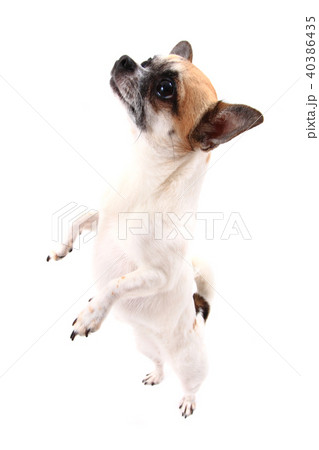 small chihuahua isolated 40386435