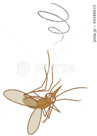 蚊 弱って落下している アカイエカ 蚊 弱って落下している アカイエカ 40386615