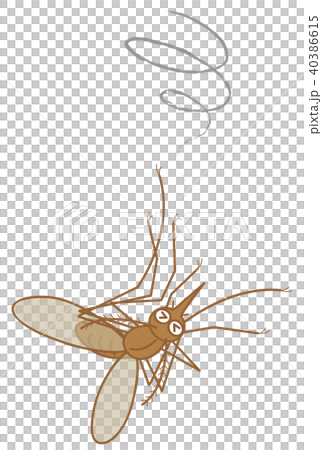 蚊 弱って落下している アカイエカ 蚊 弱って落下している アカイエカ 40386615
