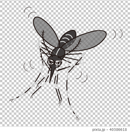 蚊 飛んでいる ヒトスジシマカのイラスト素材