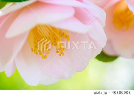 ツバキ・関西羽衣 40386908