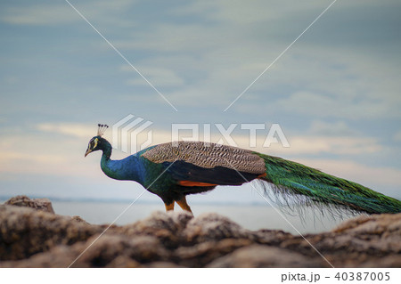 male indian peacock standing on the rock male indian peacock standing on the rock 40387005