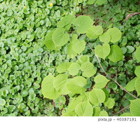 Young Light Green Spring Leaves Young Light Green Spring Leaves 40387191