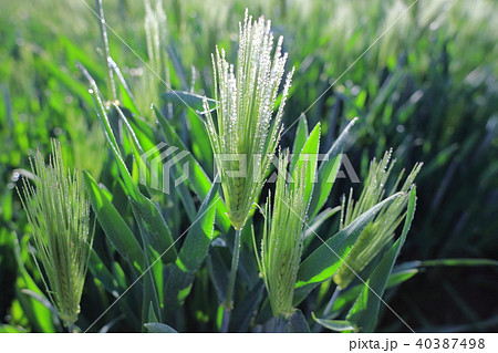 水滴の付いた、麦・ムギ・麦畑　光に反射 40387498