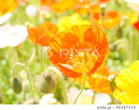 春の花畑で元気に咲いている 力のわくようなオレンジ色の花の写真素材