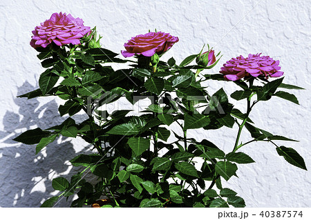 薔薇の花(バラの花) 春に咲く美しい花の写真 40387574