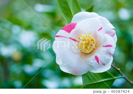 ツバキ・狩衣 ツバキ・狩衣 40387924