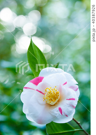 ツバキ・狩衣 ツバキ・狩衣 40387926