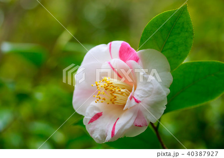 ツバキ・狩衣 ツバキ・狩衣 40387927