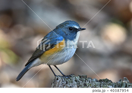 薬師池公園の野鳥 薬師池公園の野鳥 40387954