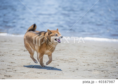 柴犬 走る 海 ビーチの写真素材 40387987 Pixta