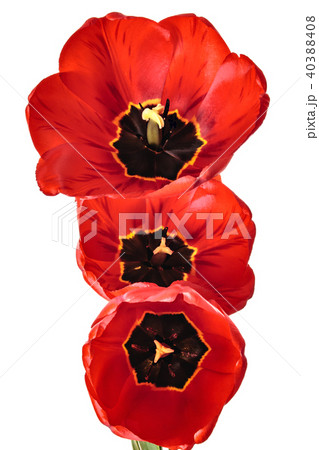 Three of tulips isolated on a white background Three of tulips isolated on a white background 40388408