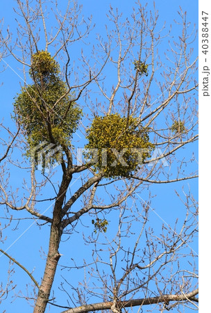 Mistletoe Viscum album on tree 40388447