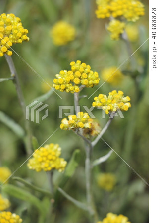 ハハコグサ 40388828