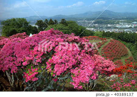 ロマンチック茨城(小さな町の山いっぱいのつつじが、色鮮やかに燃ゆる。)笠間つつじ公園 ロマンチック茨城(小さな町の山いっぱいのつつじが、色鮮やかに燃ゆる。)笠間つつじ公園 40389137