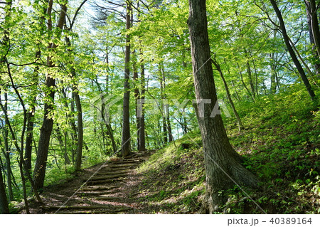 新緑の小径　1/fゆらぎ 40389164