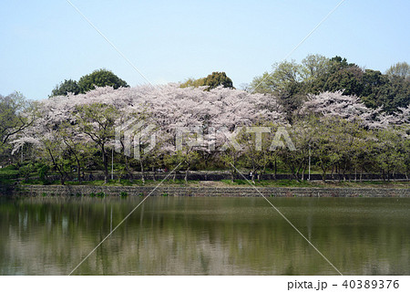 満開の桜-2 満開の桜-2 40389376
