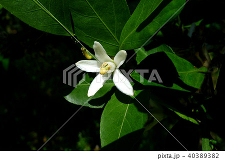 紀州みかん　白い花 40389382