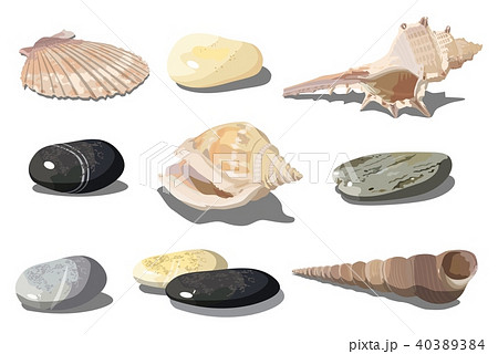 Vector Seashell and sea pebbles 40389384
