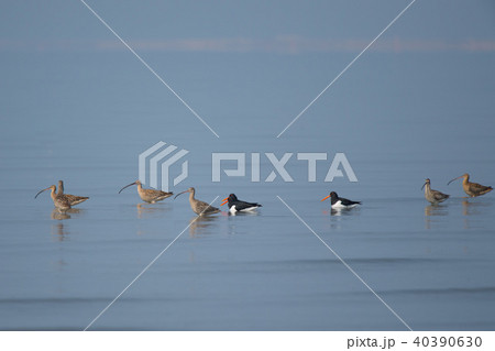 有明海のダイシャクシギ 40390630