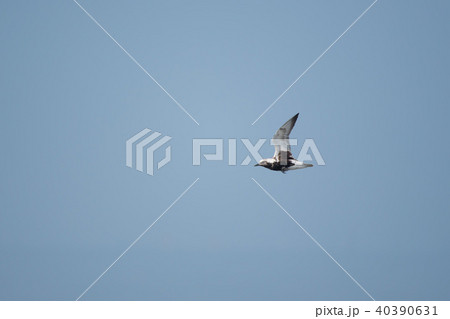 飛翔する夏羽ダイゼン 40390631