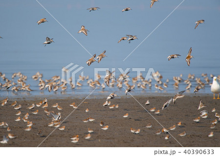 夏羽ハマシギの大群 40390633