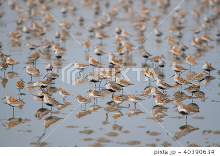 夏羽ハマシギ 40390634