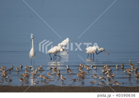 ヘラサギとクロツラヘラサギ 40390636