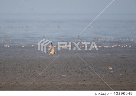 干潟よかを飛翔するコシャクシギ 40390649
