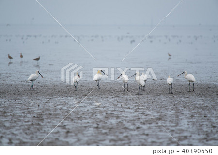 クロツラヘラサギの夏羽 40390650