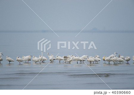 沢山のクロツラヘラサギ 40390660