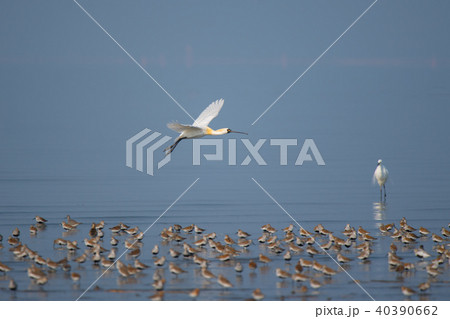 よか干潟のクロツラヘラサギ夏羽 よか干潟のクロツラヘラサギ夏羽 40390662
