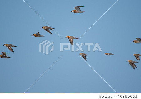 飛翔する夏羽メダイチドリ 40390663