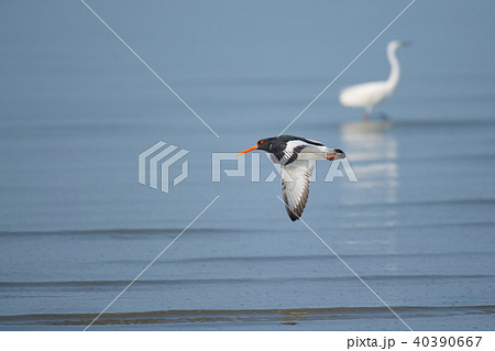 干潟よか公園のミヤコドリ 40390667