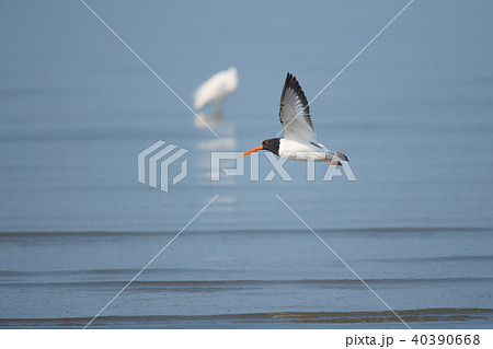 干潟よか公園のミヤコドリ 40390668