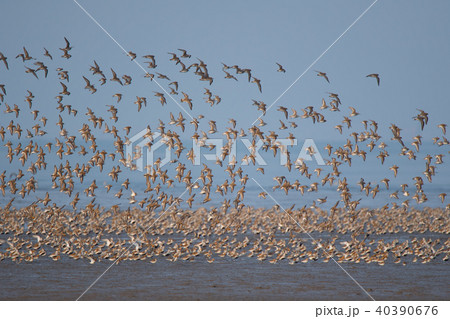 干潟上を舞うハマシギの大群 干潟上を舞うハマシギの大群 40390676