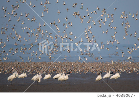 干潟よか公園の野鳥達 40390677
