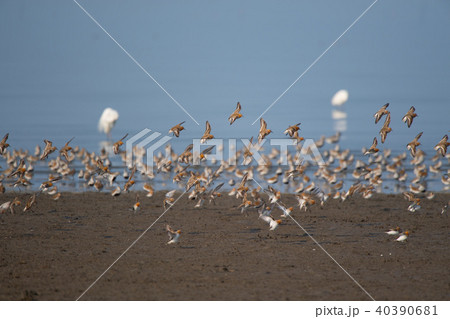 夏羽トウネン 夏羽トウネン 40390681