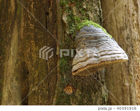 A bumpy sponge called Trouncatex. A bumpy sponge called Trouncatex. 40391916