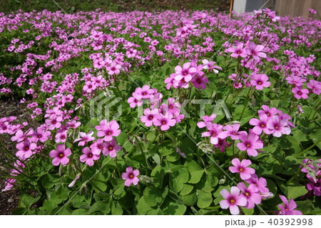 イモカタバミ　 40392998