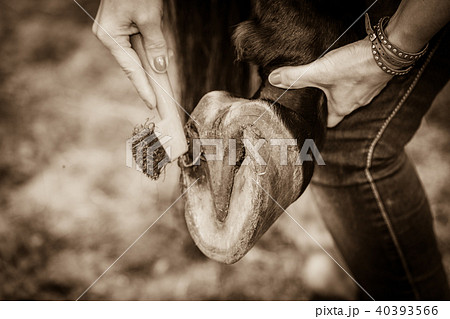 Person cleaning horse hoof with hooves Person cleaning horse hoof with hooves 40393566